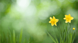 Spring Newsletter: 2021