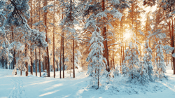 Winter Newsletter: 2020