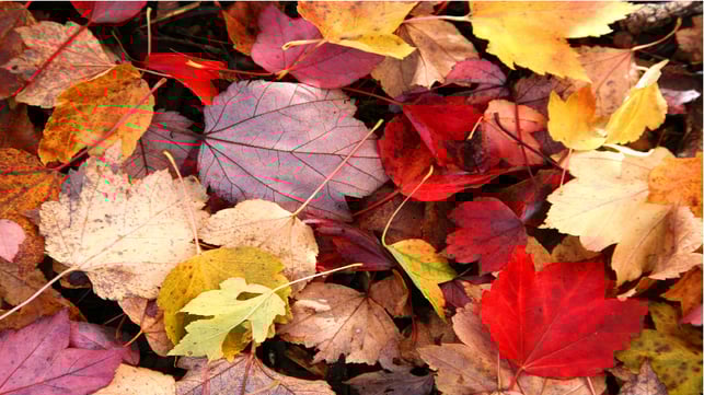 CS2Artboard 2Fall