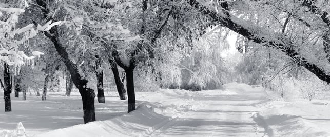 Winter