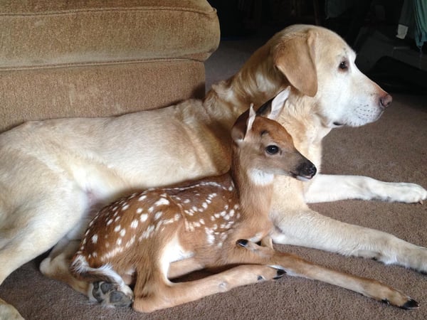 dog and fawn-1