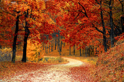 Fall Newsletter: 2021