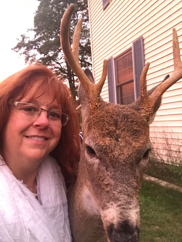 robin-and-deer