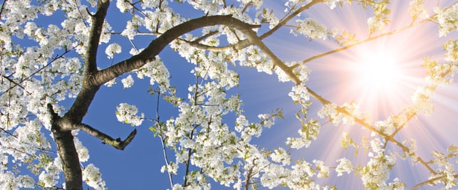spring-banner